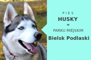 Rewelacyjny obszar do zabawy z psem Husky w Bielsku Podlaskim