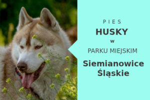 Ciekawy teren do szkolenia Husky w Siemianowicach Śląskich
