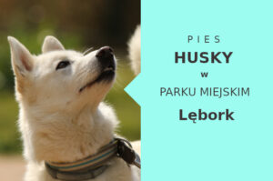 Sprawdzona lokalizacja do zabawy z psem Husky w Lęborku