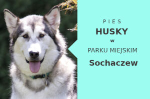Super miejsce do socjalizacji Husky w Sochaczewie