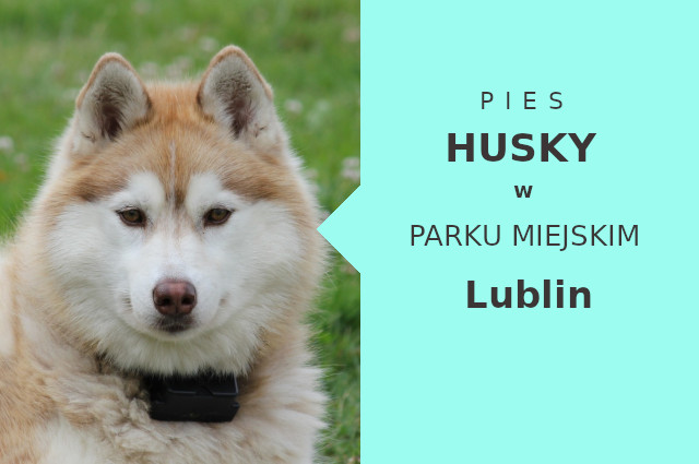 Ciekawa strefa na spacer z psem Husky w Lublinie