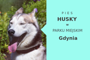 Sprawdzone miejsce na przechadzkę z psem Husky w Gdyni