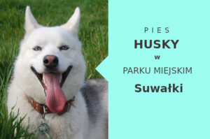 Dobra lokalizacja do spacerowania z psem Husky w Suwałkach