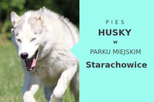 Sprawdzony teren do ćwiczeń Husky w Starachowicach