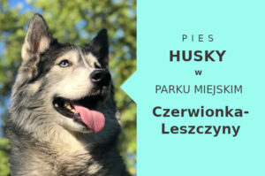 Świetny obszar do zabawy z psem Husky w Czerwionce-Leszczynach
