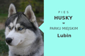 Sprawdzona miejscówka na spacer z psem Husky w Lubinie