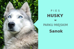Wspaniała strefa do treningu Husky w Sanoku