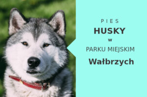Super miejscówka do spacerowania z psem Husky w Wałbrzychu