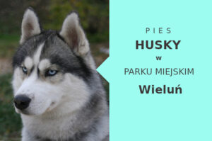 Sprawdzona lokalizacja na przechadzkę z psem Husky w Wieluniu