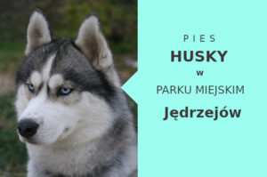 Fajna lokalizacja do spacerowania z psem Husky w Jędrzejowie