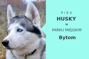 Atrakcyjna strefa do ćwiczeń Husky w Bytomiu