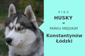 Sprawdzona miejscówka na przechadzkę z psem Husky w Konstantynowie Łódzkim