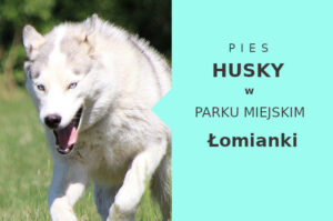 Wspaniały obszar do spacerowania z psem Husky w Łomiankach