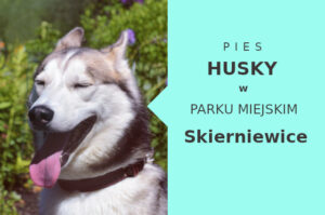 Polecany teren na spacer z psem Husky w Skierniewicach