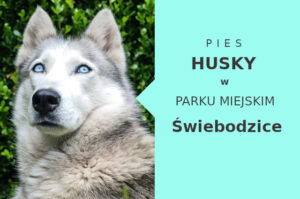 Świetne miejsce na spacer z psem Husky w Świebodzicach