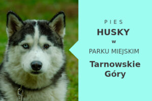 Idealne miejsce do szkolenia Husky w Tarnowskich Górach