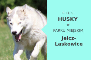 Świetny obszar do treningu Husky w Jelczu-Laskowicach