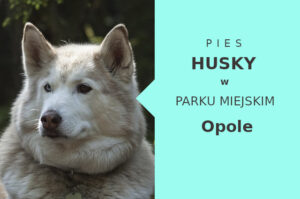 Ciekawe miejsce do szkolenia Husky w Opolu
