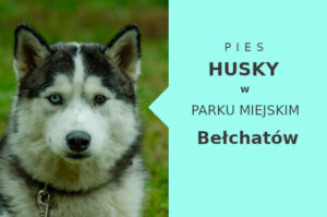 Sprawdzone miejsce do szkolenia Husky w Bełchatowie