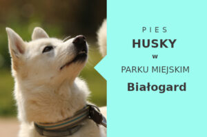 Super lokalizacja do spacerowania z psem Husky w Białogardzie