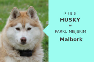 Dobry obszar do zabawy z psem Husky w Malborku