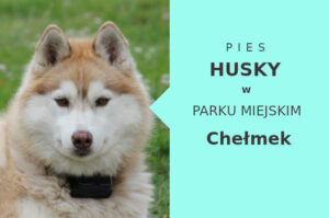 Dobry teren na spacery z psem Husky w Chełmku