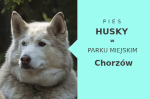 Fajny teren na przechadzkę z psem Husky w Chorzowie