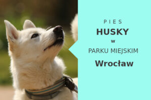 Wspaniałe miejsce do szkolenia Husky we Wrocławiu