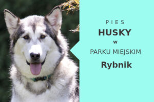 Ciekawa miejscówka do spacerowania z psem Husky w Rybniku