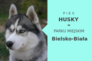 Świetne miejsce na spacer z psem Husky w Bielsku-Białej