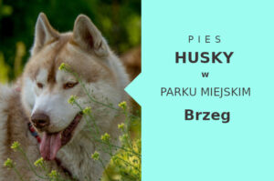 Ciekawa miejscówka na wyjścia z psem Husky w Brzegu