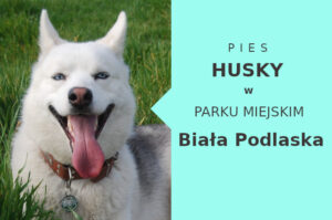 Sprawdzona lokalizacja do treningu Husky w Białej Podlaskiej