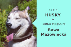 Atrakcyjna miejscówka na spacery z psem Husky w Rawie Mazowieckiej